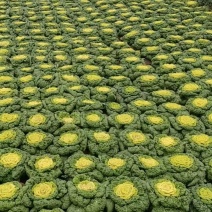 精品黄心菜