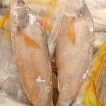 黄鱼黄花鱼海鱼大黄鱼小黄鱼