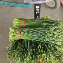 韭菜韭苔代办，诚信为本，实力强，服务准时，费用低