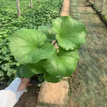 大吴风草基地直发耐寒耐热室外冬季花卉绿植盆栽