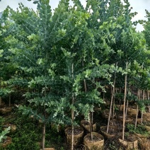 银叶金合欢绿化苗木庭院绿植基地直发量大优惠