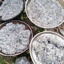 野生藤茶