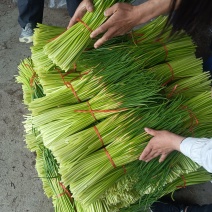 〔优选〕山东红帽蒜薹/冷库蒜苔/产地现摘现发货/对接电商