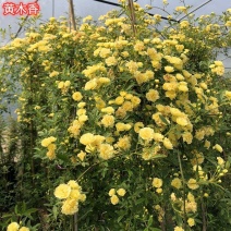 黄木香花大苗爬藤植物浓香四季红木香蔷薇花苗庭院白木香