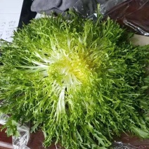 精品苦菊