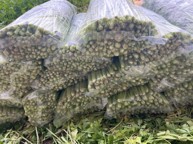 一组欧洲香芹加工产品实物图,包括透明袋装的冻干整叶、塑料盒装的切碎香芹、铝箔真空小包装,背景为现代食品加工厂操作台,旁边配有标签打印机和称重设备 欧洲香芹冻干与切碎包装成品展示