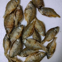 鳑鲏鱼