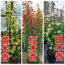 木香藤本木香花颜色有黄色红色白色基地直销包邮