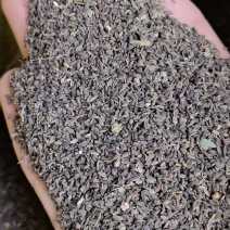 精品北柴胡种子红柴胡