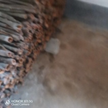 广西玉林市干桂皮