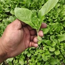 白菜苗