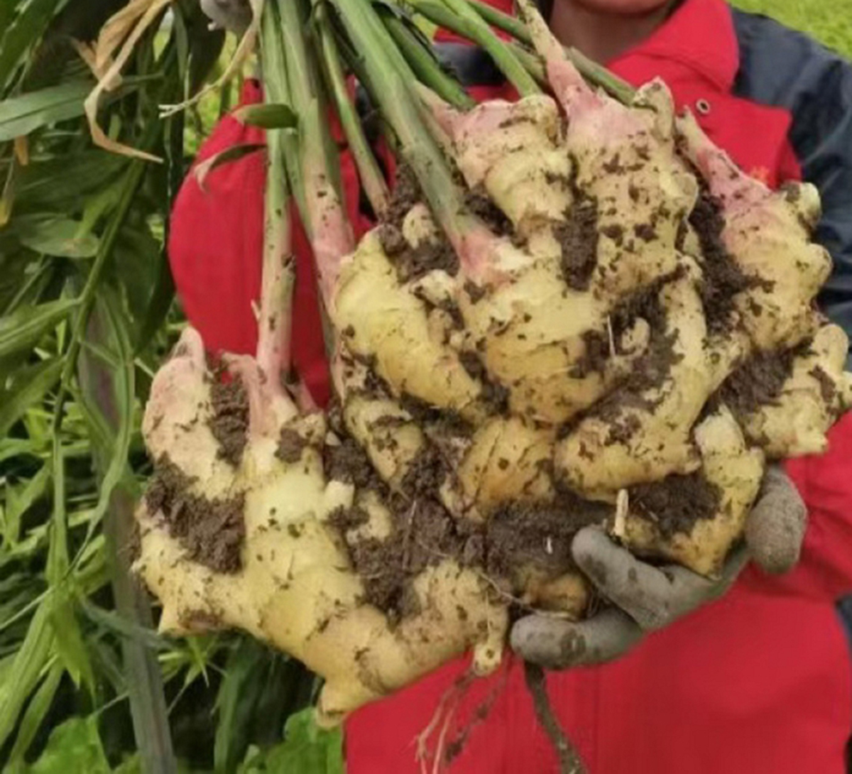 农民在田间采收生姜