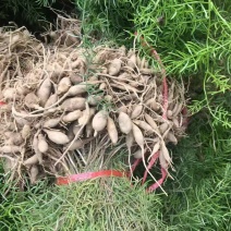 天门冬种苗四川天门冬种苗种植基地直供质量保证欢迎采购