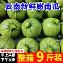 云南高山嫩南瓜整箱现挑坏果包赔绿皮新鲜超南瓜时令蔬