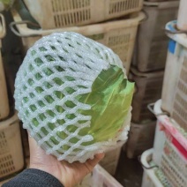 精品圆包菜