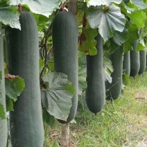 黑柱杂交铁心黑皮冬瓜种子瓜型长柱型皮墨黑色肉厚龙腔小