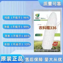 农科糯336甜糯玉米早熟适应能力强口感好抗病性强甜甜糯糯
