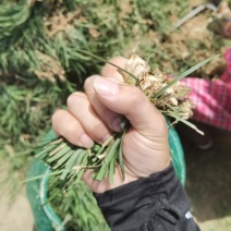 麦冬种苗～基地鲜货直发***********