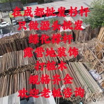在成都批发杉杆竹子，欢迎老板咨询