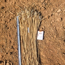 ***********黄芪苗子60亩欢迎采购
