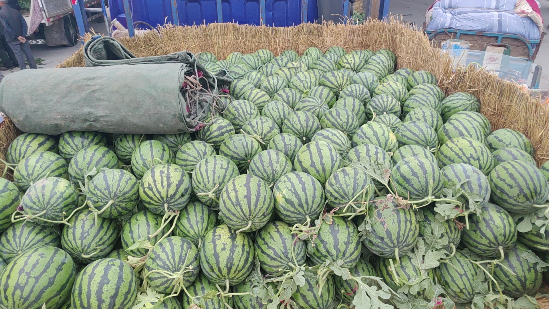 挑选甜王西瓜技巧图