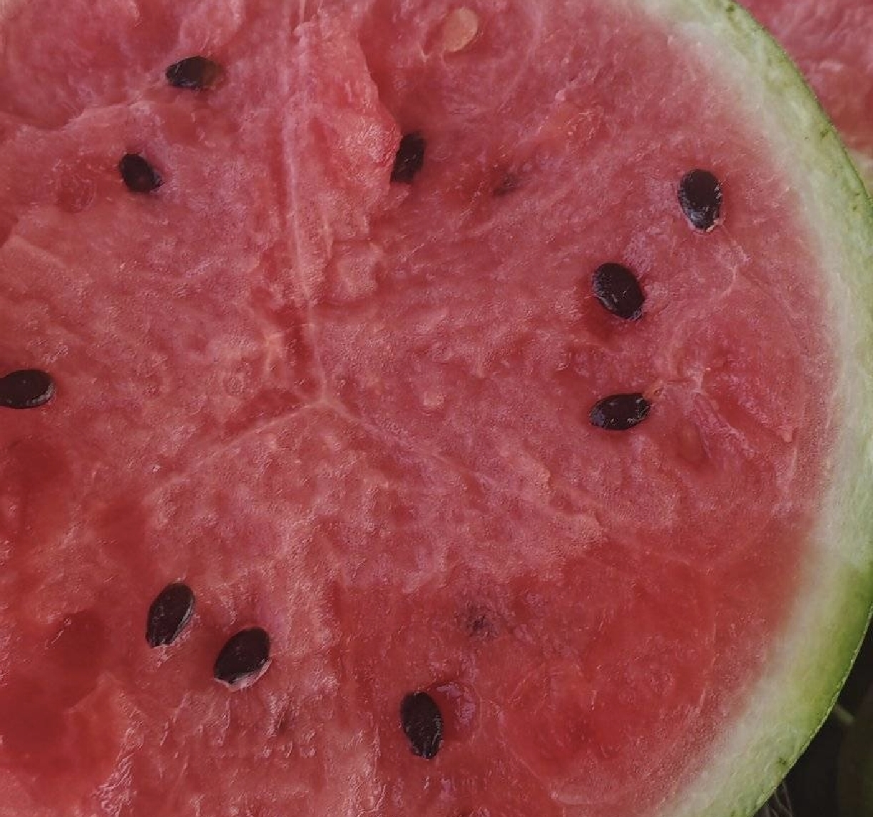 南汇8424西瓜切开图