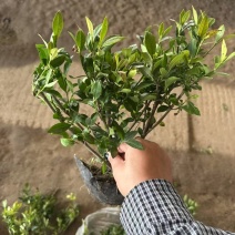 栀子花基地供应栀子花，大叶中叶小叶牡丹栀子花丰香