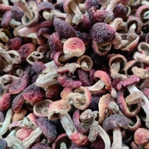 野生红菇批发蓝底红菇干货批发红菇礼盒批发