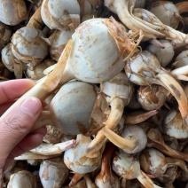 云南茨菇大中小慈菇冬次姑大量上市，货源稳定全国发货
