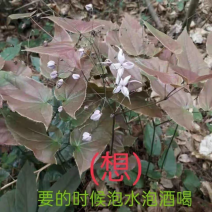 淫羊藿种苗