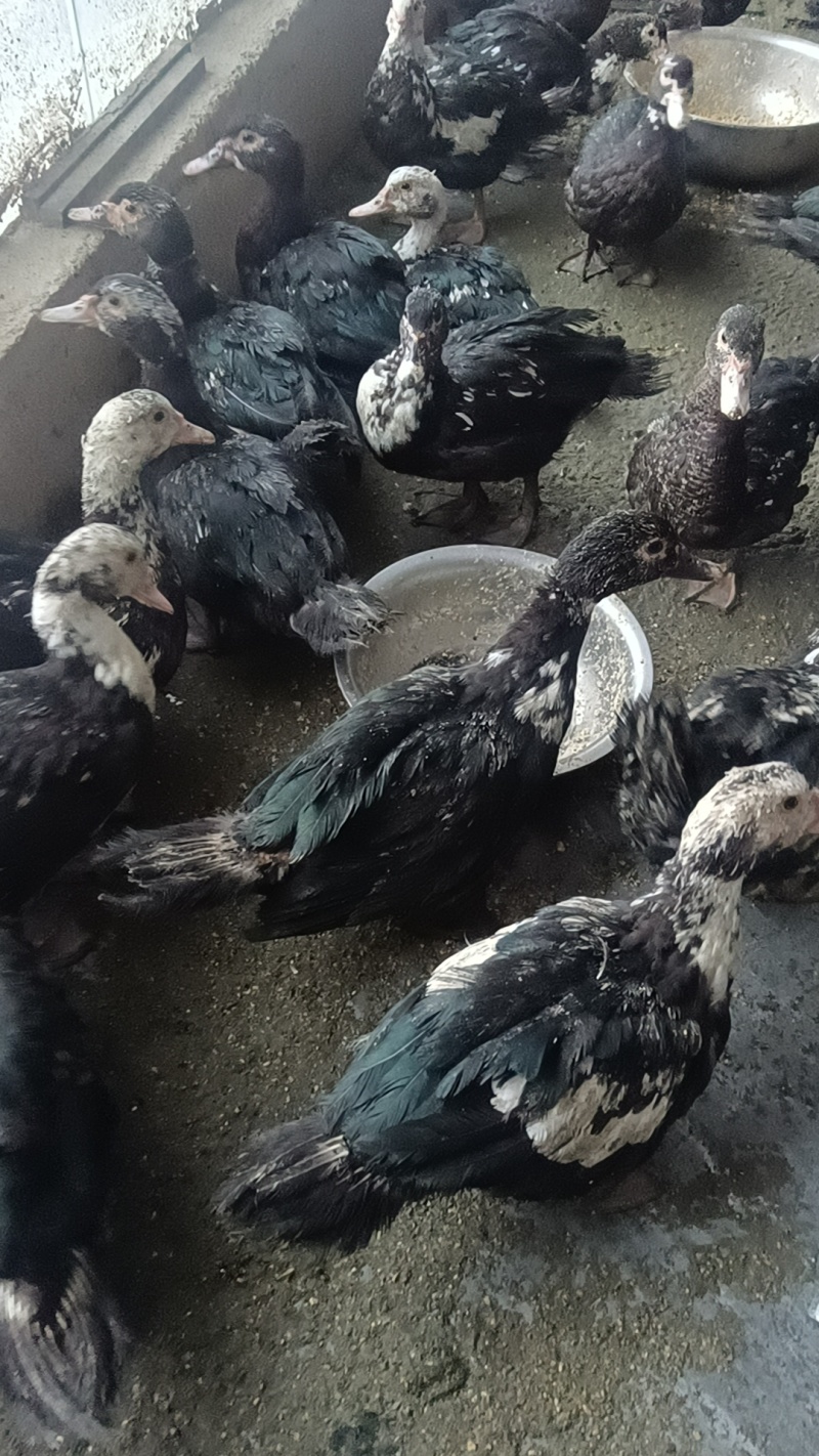 野鸭绿头鸭洋鸭宠物鸭青年鸭黑番鸭花边鸭一点花鸭火鸭鸳鸯鸭樱桃谷