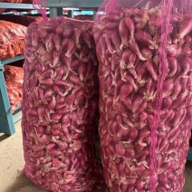 《推荐》精品红葱头大量供应红葱头诚信经营