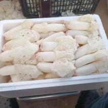 【精品】竹荪花，云南产地直供，量大从优，欢迎来电咨询