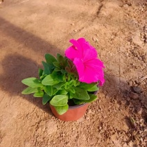 潍坊牵牛花双色盆成活率高品质保障