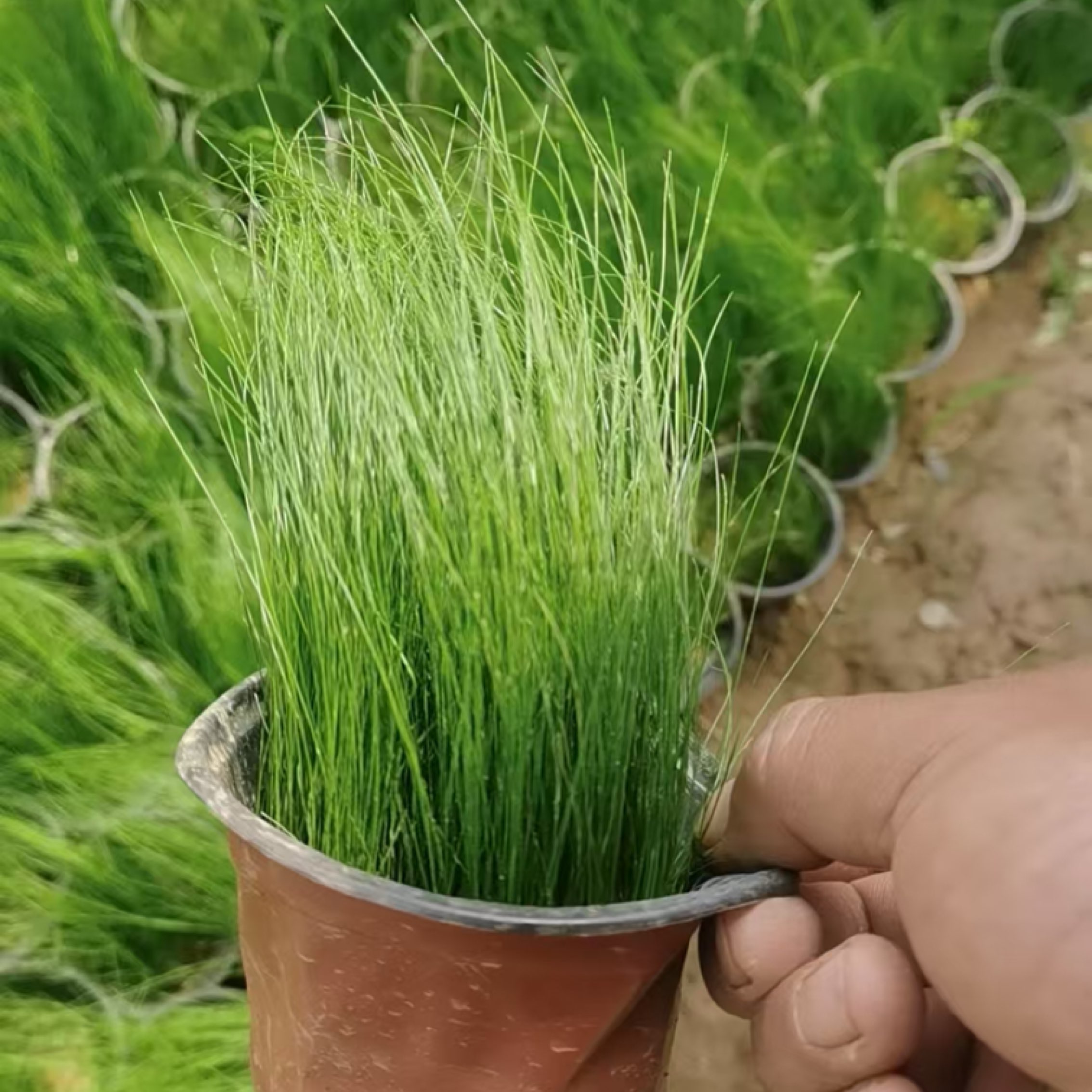 [针茅批发]山东潍坊青州市针茅 0.50元/棵墨西哥羽毛草潍坊成 _ 一亩田