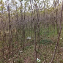 北方小乌桕，物美价廉，大量供应3-20公分乌桕