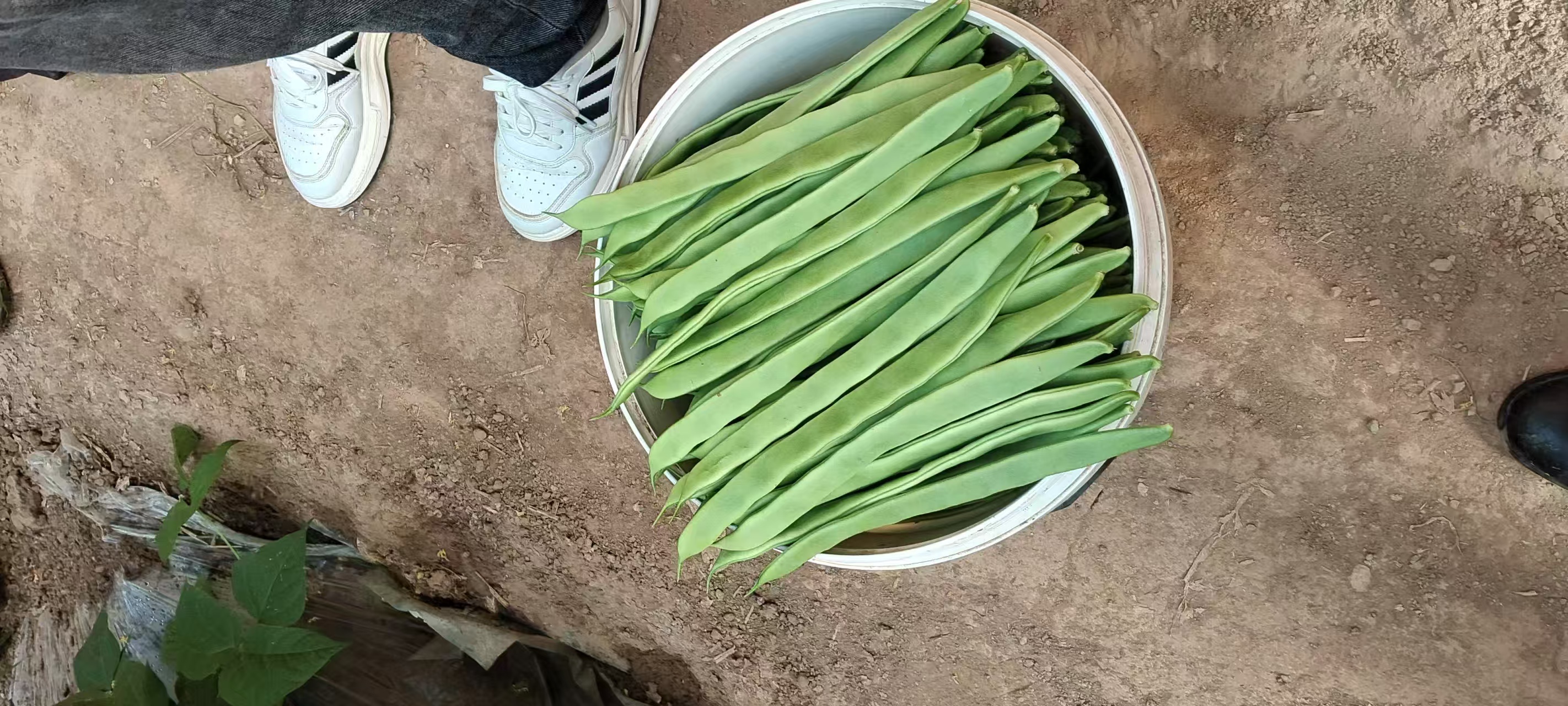 云南昆明某扁豆种植基地,农民正在采摘成熟的扁豆 扁豆种植基地