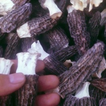 宁夏菌业大量批羊肚菌一手货源质量保证黑色细纹厚肉欢迎