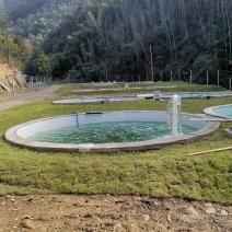 无人区山泉水吊水草鱼、雄鱼