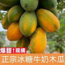 【实力】红心冰糖木瓜产地直发量大从优电商货一件代发