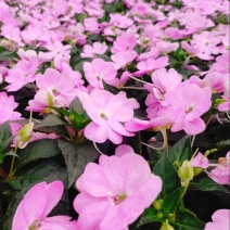 广东惠州凤仙盆花花色丰富花型饱满大量上市欢迎采购
