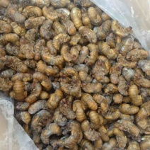 金蝉知了猴烧烤食材