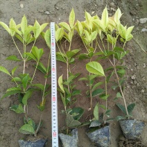 彩叶桂小杯高度30-40cm，基地有量欢迎来一亩田订购。