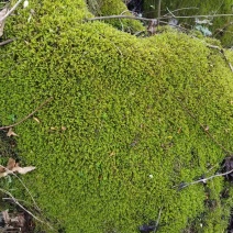 小灰野采精品苔藓，质量保证