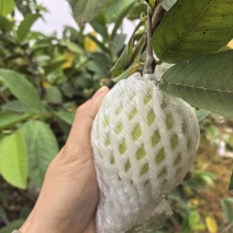 精品芭乐货源充足支持一件代发，社区团购，空运班找物流