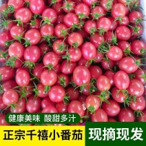 千禧圣女果酸甜多汁产地批发对接电商商超社团量大从优