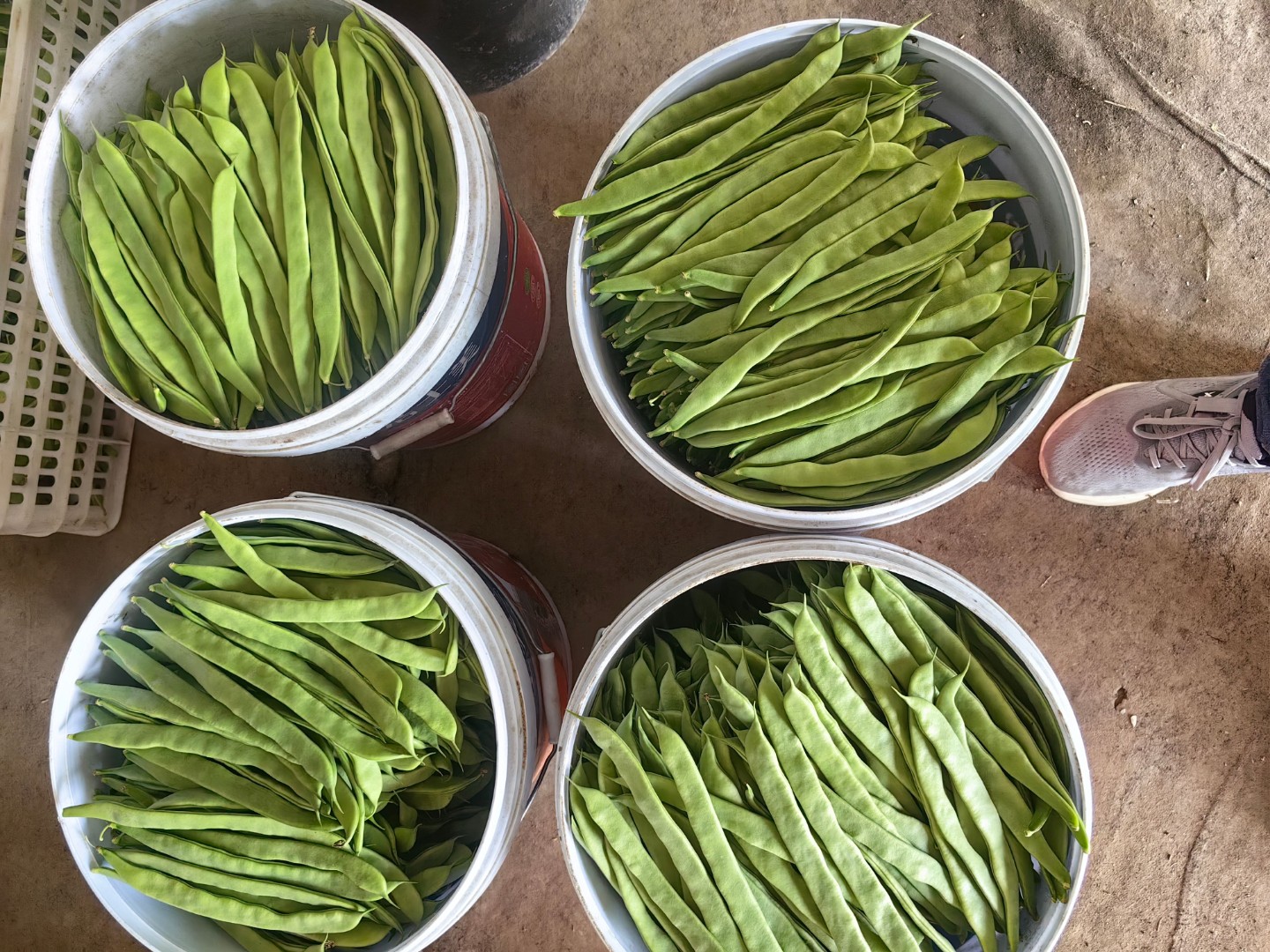 翠玉一号绿扁豆植株与嫩荚特写