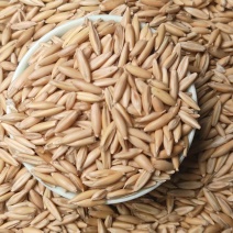 带壳燕麦喂马，牛，羊，鸟，鸡鸭鹅，量大价格从优