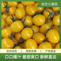 迷恋小番茄脆甜爽口新鲜直发一手货源物美价廉代发全
