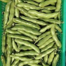 精品蚕豆大板豆